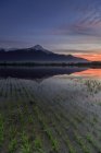 Naturreservat pian di spagna überflutet mit dem Berg legnone spiegelt sich im Wasser bei Sonnenuntergang valtellina lombardy, italien, europa — Stockfoto