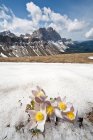 Anémonas de primavera en Col di Poma. En el fondo el Odle, Valle de Funes, Dolomitas, Trentino-Alto Adigio, Italia, Europa - foto de stock