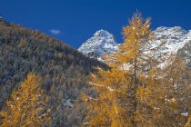 Los alerces amarillos y el pico nevado de Punta Rosalba son signos tangibles del próximo invierno en Valmalenco, Valtellina, Lombardía, Italia, Europa - foto de stock