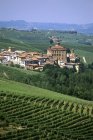 Vineyard, Langhe, Piedmont, Italy — стокове фото