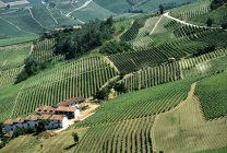 Vineyard, Langhe, Piémont, Italie — Photo de stock