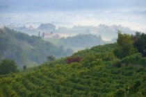 Vignobles et route des vins blancs, Valdobbiadene, Trévise, Italie, Europe — Photo de stock