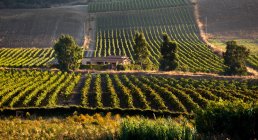 Планета виноробних заводів, Самбука ді Сицилія, Tenuta dell'Ulmo, Сицилія, Італія, Європа — стокове фото