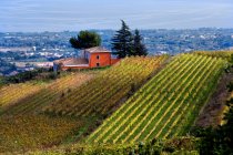 Міло виноградник, вулкан Етна, Сицилія, Італія, Європа — стокове фото