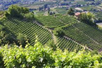 Moscato viñedos en las colinas que rodean Canelli, Asti, Piamonte, Italia, Europa - foto de stock