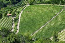 Moscato viñedos en las colinas que rodean Canelli, Asti, Piamonte, Italia, Europa - foto de stock