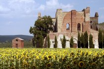 San Galgano abbey, Chiusdino, Tuscany, Italy — Stock Photo