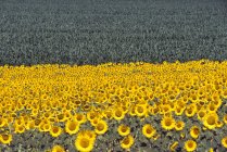 Sonnenblumen, toskanische Landschaft, Toskana, Italien — Stockfoto