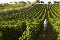 Gianni Masciarelli vineyard, Corropoli, Abruzzo, Italy — Stock Photo