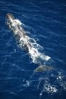 Balena fotografata nel Mar Mediterraneo al largo della costa siciliana — Foto stock
