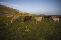 Kühe liegen zu Füßen der Berge in campo imperatore, abruzzo, italien, europa — Stockfoto