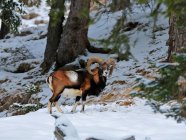Muflone Ovis orientalis, Fassa Valley, Dolomites, Trentino, Italia, Europa - foto de stock