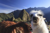 Llama nell'iconico sito archeologico di Machu Picchu nella regione di Cusco, provincia di Urubamba, distretto di Machupicchu, Perù, Sud America — Foto stock