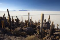 I cactus sono le uniche forme di vita su Isla del Pescado, Salar de Uyuni, South Lipez, Bolivia, Sud America — Foto stock