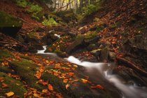 Quelques petites chutes dans la forêt à Bosco della Morricana bois, Ceppo, Abruzzes, Italie, Europe — Photo de stock