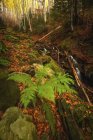 Einige kleine Wasserfälle im Wald im Bosco della Morricana Wald, ceppo, abruzzo, italien, europa — Stockfoto