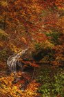 Blick auf morricana fällt in den Wald des bosco della morricana Holz umgeben von einem Herbstthema in ceppo, abruzzo, italien, europa — Stockfoto