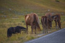 A view of a group of horses in the valley of Campo Imperatore, Abruzzo, Italy, Europe — Stock Photo
