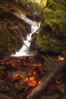 Einige kleine Wasserfälle im Wald im Bosco della Morricana Wald, ceppo, abruzzo, italien, europa — Stockfoto