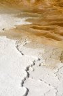 Bakterienaktivität, Mammut-Thermalquellen, Yellowstone-Nationalpark, Wyoming, Vereinigte Staaten von Amerika (USA), Nordamerika — Stockfoto
