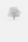 Bäume nach starkem Schneefall, nichttal, trentino-alto adige, italien — Stockfoto