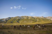 Kühe liegen zu Füßen der Berge in campo imperatore, abruzzo, italien, europa — Stockfoto
