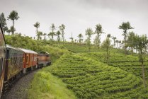 Plantações de campos de chá em torno de Ella, Sri Lanka, Ásia — Fotografia de Stock