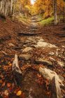 Vue des chutes de Morricana dans la forêt de bois de Bosco della Morricana entourée par un thème d'automne à Ceppo, Abruzzes, Italie — Photo de stock