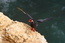 Uma popa voando sobre uma rocha da reserva marinha na península de Paracas no Peru, América do Sul — Fotografia de Stock