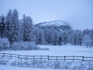 Alerce con nevadas en la montaña Stivo, Trentino, Italia, Europa - foto de stock