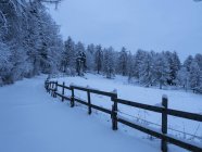Alerce con nevadas en la montaña Stivo, Trentino, Italia, Europa - foto de stock