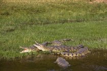 Nilkrokodile (crocodylus niloticus) am Ufer des Flusses Victoria nile im Murchison Falls Nationalpark, Uganda — Stockfoto