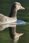 Greylag goose (Anser anser). Europe, central europe, germany, bavaria, munich, May — Stock Photo