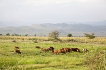Vieh weidet auf der Weide, Rift Valley Afrika, Ostafrika, Äthiopien — Stockfoto