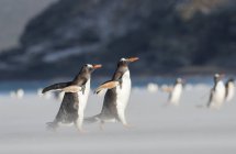Gentoo Penguins (Pygoscelis papua) nas Ilhas Malvinas, atravessando uma ampla praia de areia enquanto caminham até sua calçada. América do Sul, Ilhas Malvinas, janeiro — Fotografia de Stock