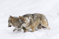 Сірий вовк (Canis lupus) взимку в Національному парку Баварський ліс (Bayerischer Wald). Європа, Центральна Європа, Німеччина, Баварія, січень — стокове фото