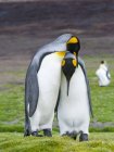King Penguins (Aptenodytes patagonicus) on the Falkand Islands in the South Atlantic. Exhibición de cortejo. América del Sur, Islas Malvinas, enero - foto de stock