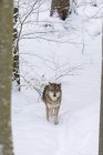 Сірий вовк (Канліс вовчак) взимку в національному парку Баварський ліс (Басішера-Вальд). Європа, Центральна Європа, Німеччина, Баварія, Січень — стокове фото