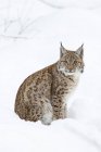 Linho da Eurásia (Lynx lynx) durante o inverno no Parque Nacional Floresta da Baviera (Bayerischer Wald). Europa, Europa Central, Alemanha, Baviera, Janeiro — Fotografia de Stock
