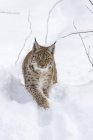 Lince eurasiatica (lince di lince) durante l'inverno nel Parco Nazionale della Foresta Bavarese (Bayerischer Wald). Europa, Europa centrale, Germania, Baviera, gennaio — Foto stock