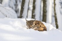 Lynx eurasien (Lynx lynx) en hiver dans le parc national de la forêt bavaroise (Bayerischer Wald). Europe, Europe centrale, Allemagne, Bavière, janvier — Photo de stock
