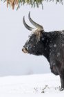 Heck Cattle (Bos primigenius taurus), un intento de reproducir a los Aurochs extintos del ganado doméstico. Tormenta de nieve en el bosque del Parque Nacional Bávaro (Bayerischen Wald). Europa, Europa Central, Alemania, Baviera, enero - foto de stock