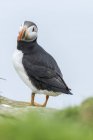 Atlantic Puffin (Fratercula arctica) in a puffinry on Mykines, part of the Faroe Islands in the North AtlanticDenmark, Northern Europe — Stock Photo