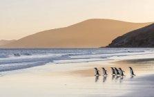Gentoo Penguins (Pygoscelis papua), Isole Falkland. Sud America, Isole Falkland, gennaio — Foto stock