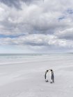 Rei Pinguins (Aptenodytes patagonicus) nas Ilhas Malvinas, no Atlântico Sul. América do Sul, Ilhas Malvinas, janeiro — Fotografia de Stock