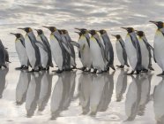 Pingouins royaux (Aptenodytes patagonicus) sur les îles Malouines dans l'Atlantique Sud. Amérique du Sud, Îles Malouines, janvier — Photo de stock