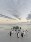 King Penguins (Aptenodytes patagonicus) на Фолклендских островах в Южной Атлантике. Южная Америка, Фолклендские острова, январь — стоковое фото
