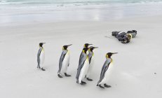 Photographe sur la plage avec des manchots royaux (Aptenodytes patagonicus) sur les îles Falkland dans l'Atlantique Sud. Amérique du Sud, Îles Malouines, janvier — Photo de stock