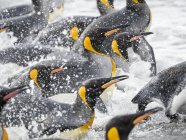 Rei Pinguins (Aptenodytes patagonicus) na ilha da Geórgia do Sul, a rookery em Salisbury Plain na Baía das Ilhas. Adultos a chegar a terra. Antártica, Subantártica, Geórgia do Sul — Fotografia de Stock