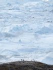 Touristen bewundern den Fjord. Ilulissat Icefjord auch Kangia oder Ilulissat Kangerlua genannt. Der Eisfjord ist UNESCO-Weltnaturerbe. Amerika, Nordamerika, Grönland, Dänemark — Stockfoto
